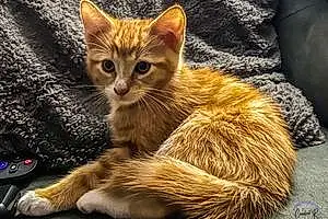 Name American Shorthair Cat Kyo