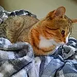 Cat, Felidae, Comfort, Carnivore, Whiskers, Small To Medium-sized Cats, Tail, Tree, Linens, Domestic Short-haired Cat, Paw, Furry friends, Claw, Bedding, Pattern, Blanket