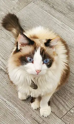 Name Cat Crystal