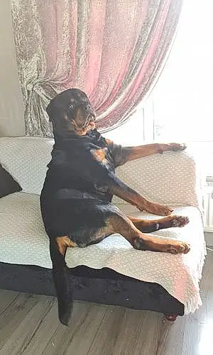 Name Rottweiler Dog Kaiser