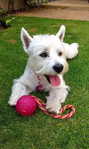 Name West Highland White Terrier Dog Daisy-may