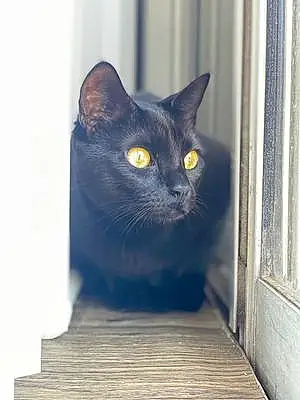 Name Bombay Cat Elvira