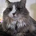 Head, Cat, Eyes, Felidae, Carnivore, Small To Medium-sized Cats, Grey, Whiskers, Terrestrial Animal, Snout, Furry friends, British Longhair, Domestic Short-haired Cat