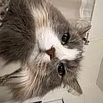 Cat, Felidae, Carnivore, Small To Medium-sized Cats, Grey, Whiskers, Snout, Domestic Short-haired Cat, Furry friends, Terrestrial Animal, Paw, British Longhair, Claw, Tail, Birman