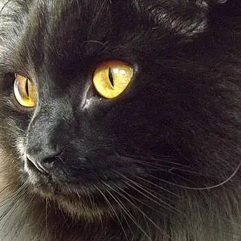 James Tiberius Cat