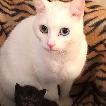 Kitten And Baby Hunni