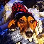 Dog, Carnivore, Hat, Comfort, Fawn, Dog breed, Companion dog, Dog Clothes, Scent Hound, Whiskers, Plaid, Tartan, Furry friends, Linens, Pattern, Working Animal, Dog Supply, Hound, Eyewear, Toy Dog