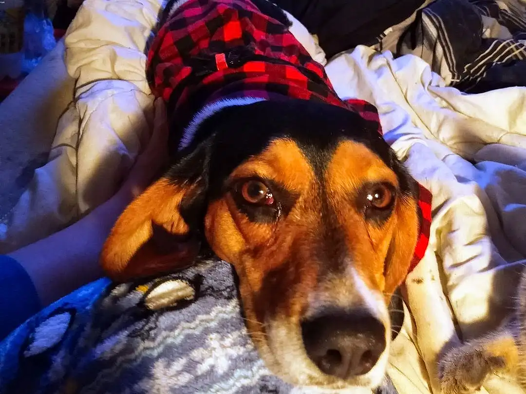 Dog, Carnivore, Hat, Comfort, Fawn, Dog breed, Companion dog, Dog Clothes, Scent Hound, Whiskers, Plaid, Tartan, Furry friends, Linens, Pattern, Working Animal, Dog Supply, Hound, Eyewear, Toy Dog