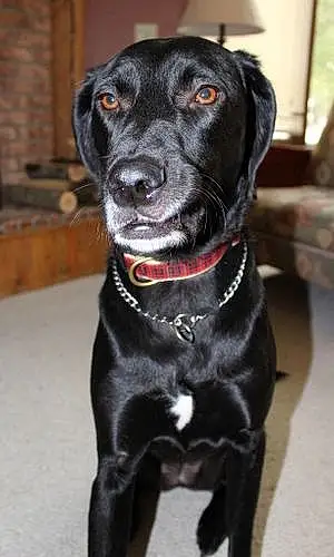 Name Labrador Retriever Dog Gracie-mae