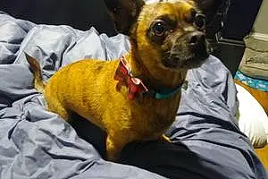 Name Chihuahua Dog Dale