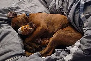 Name Pitt Bull Terrier Dog Anubis