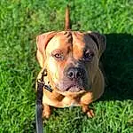 Dog, Dog breed, Snout, Grass, American Pit Bull Terrier, American Staffordshire Terrier, Pit Bull, Boerboel
