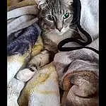 Cat, Carnivore, Felidae, Gesture, Fawn, Small To Medium-sized Cats, Whiskers, Snout, Art, Paw, Domestic Short-haired Cat, Tail, Claw, Furry friends, Terrestrial Animal, Photo Caption, Visual Arts, Still Life Photography