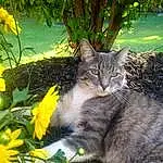 Plant, Cat, Felidae, Light, Leaf, Nature, Small To Medium-sized Cats, Carnivore, Vegetation, Whiskers, Grass, Groundcover, Flower, Natural Landscape, Tail, Snout, Terrestrial Animal, Petal, Tree, Furry friends