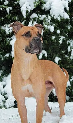 Name Mixed breed Dog Zeus