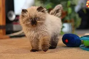 Name Persian Cat Jessie