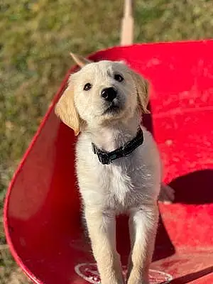Name Golden Retriever Dog Finn