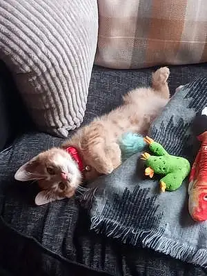Toy Cat Mcvities