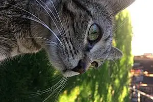 Name American Shorthair Cat Evee