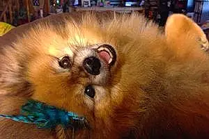 Name Pomeranian Dog Cynder