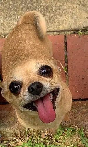 Chihuahua Dog Ezmae