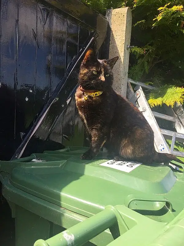 Cat, Plant, Hood, Vroom Vroom, Felidae, Automotive Lighting, Carnivore, Small To Medium-sized Cats, Automotive Exterior, Whiskers, Grass, Tree, Windshield, Vehicle, Glass, Windscreen Wiper, Window, Tail, Auto Part, Automotive Window Part