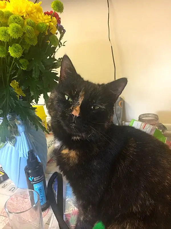 Cat, Flower, Felidae, Whiskers, Small To Medium-sized Cats, Carnivore, Plant, Flowerpot, Tail, Grass, Snout, Petal, Bottle, Black cats, Flower Arranging, Water Bottle, Furry friends, Domestic Short-haired Cat, Houseplant, Annual Plant