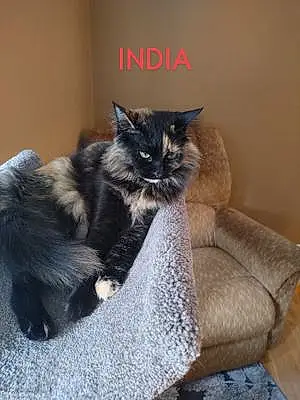 Name Torbie Cat India