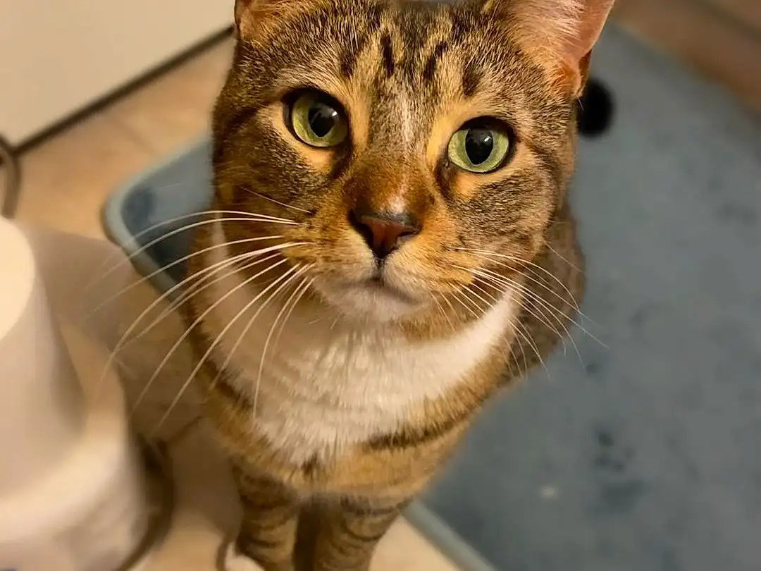 Head, Cat, Eyes, Carnivore, Felidae, Window, Small To Medium-sized Cats, Whiskers, Door, Kitchen Appliance, Terrestrial Animal, Domestic Short-haired Cat, Furry friends, Wood, Tile Flooring, Hardwood, Serveware, Mixer