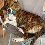 Dog breed, Dog, Canidae, Carnivore, Treeing Tennessee Brindle, Plott Hound, Mountain Cur, Fawn, Rare Breed (dog), Companion dog, Rafeiro Do Alentejo, Whiskers