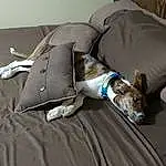 Canidae, Comfort, Whippet, Italian Greyhound, Bedding, Linens, Bed Sheet, Greyhound, Carnivore, Dog breed, Nap, Lurcher