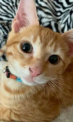 Name Cat Cato