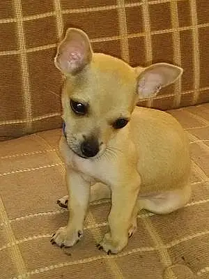 Name Chihuahua Dog Humphrey