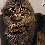 Cat, Felidae, Carnivore, Small To Medium-sized Cats, Iris, Whiskers, Snout, Window, Furry friends, Domestic Short-haired Cat, Terrestrial Animal, Black & White, Monochrome, Box