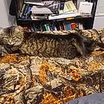 Cat, Felidae, Carnivore, Textile, Whiskers, Military Camouflage, Small To Medium-sized Cats, Comfort, Snout, Wood, Tail, Furry friends, Domestic Short-haired Cat, Tree, Grass, Pattern, Linens, Nap, Terrestrial Animal