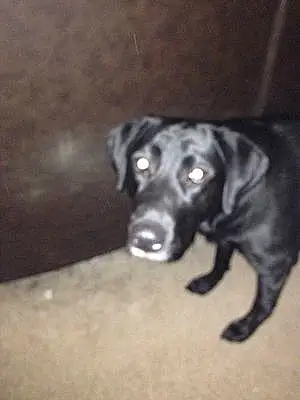Name Labrador Retriever Dog Akasha