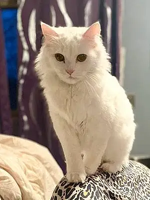 Turkish Angora Cat Whitey