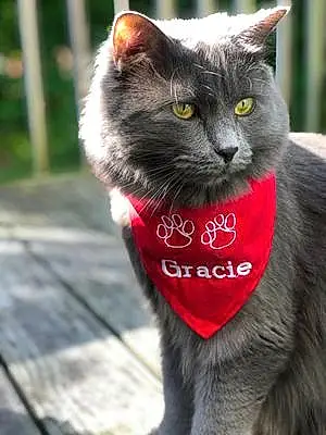 Name Cat Gracie
