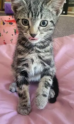 Name Bengal Cat Lemmy