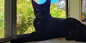 Name Burmese Cat Egypt