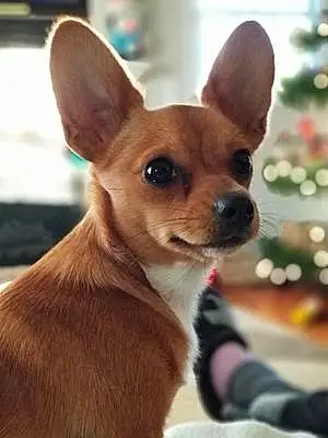 Name Chihuahua Dog Dino