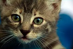 Name American Shorthair Cat Bernadette
