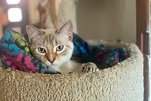 Name Siamese Cat Kora