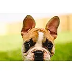 Dog breed, Dog, Photo Caption, Snout, Puppy, Puppy love, Leash, Font, Dog Collar, Boston Terrier