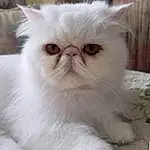 Cat, White, Carnivore, Felidae, Small To Medium-sized Cats, Whiskers, Snout, Furry friends, Persian, Terrestrial Animal
