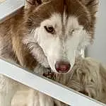 Dog, Carnivore, Jaw, Sled Dog, Dog breed, Wolf, Snout, Fence, Siberian Husky, Terrestrial Animal, Furry friends, Working Animal, Canis, Companion dog, Working Dog, Art, Ancient Dog Breeds, Photography