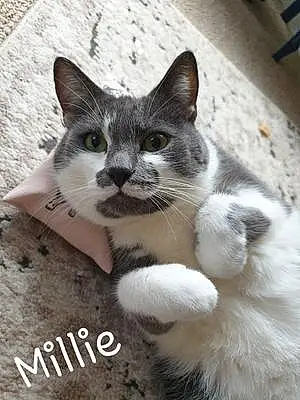 Name Cat Millie