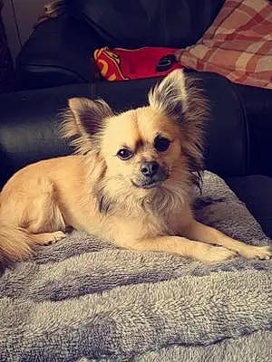 Name Chihuahua Dog Buddie
