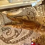 Cat, Wood, Carnivore, Felidae, Comfort, Small To Medium-sized Cats, Fawn, Hardwood, Whiskers, Wood Stain, Rectangle, Tail, Pattern, Art, Linens, Furry friends, Carpet, Wood Flooring