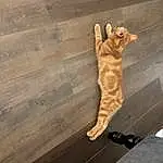 Cat, Wood, Felidae, Carnivore, Gesture, Small To Medium-sized Cats, Whiskers, Fawn, Hardwood, Wood Stain, Tail, Human Leg, Plank, Foot, Furry friends, Plywood, Domestic Short-haired Cat, Laminate Flooring